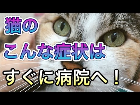 歯が痛い猫 - 症状と対処法