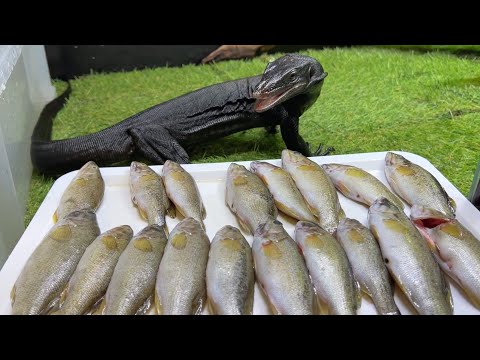 先史時代の濾過摂食爬虫類