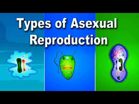 Asexual Reproduction and its Types Video Lecture - Science Olympiad Class