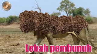 Download lagu Tidak menyangka singa jantan takut pada lebah | singa aprika. mp3