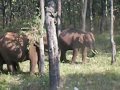 E For Elephant At National Park