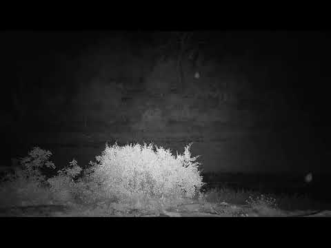 Djuma: Sights and sounds - 03:33 - 12/22/20