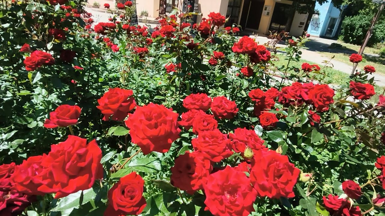 АЛЛЕЯ РОЗ В ЗАПОРОЖЬЕ 14 ИЮНЯ 2026 