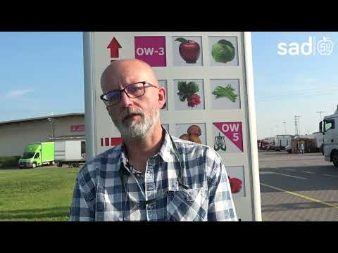 Bronisze: przybywa tegorocznych jabłek, ale brakuje malin. Jakie są ceny owoców?