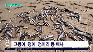 [G1뉴스]강릉 물고기 수천 마리 '떼죽음'