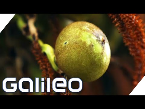 Wunderpflanze Macauba: Was macht sie so wertvoll? | Galileo | ProSieben