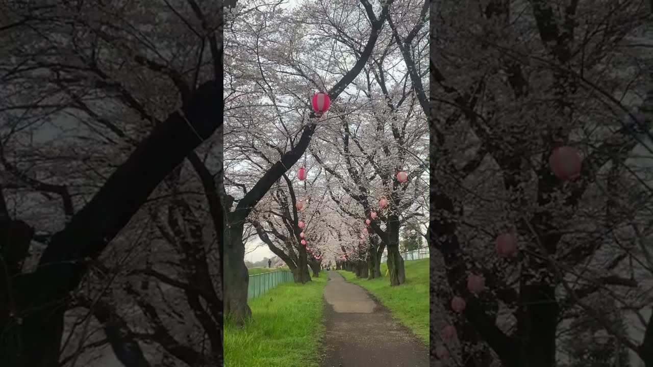 Rose Velle is live! Walking