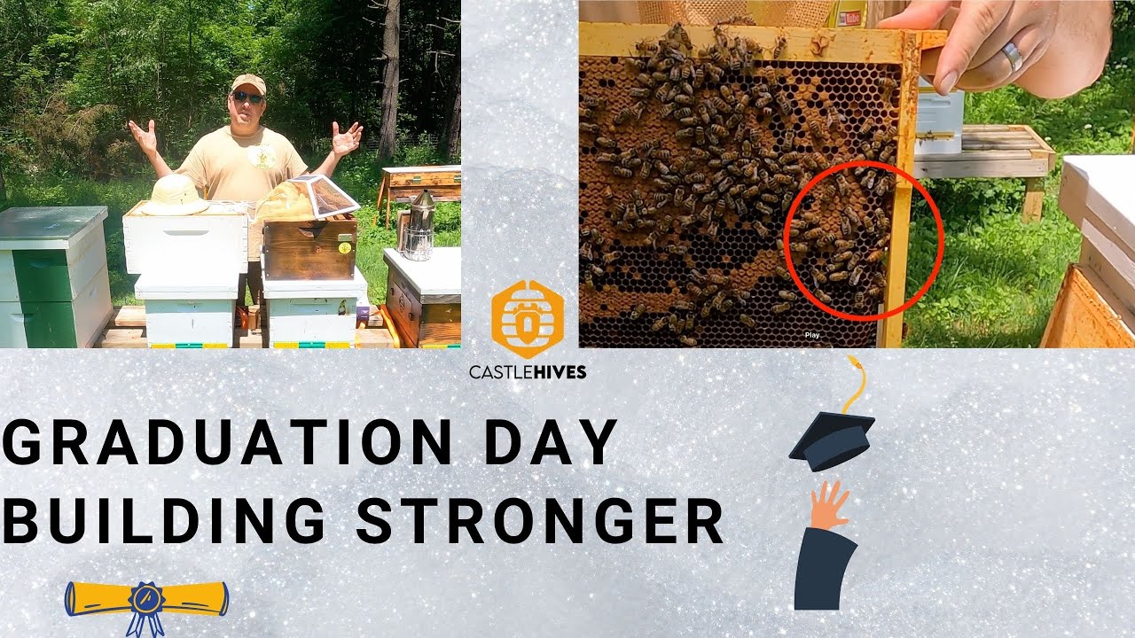 Hive Inspections - Adding a Second Deep