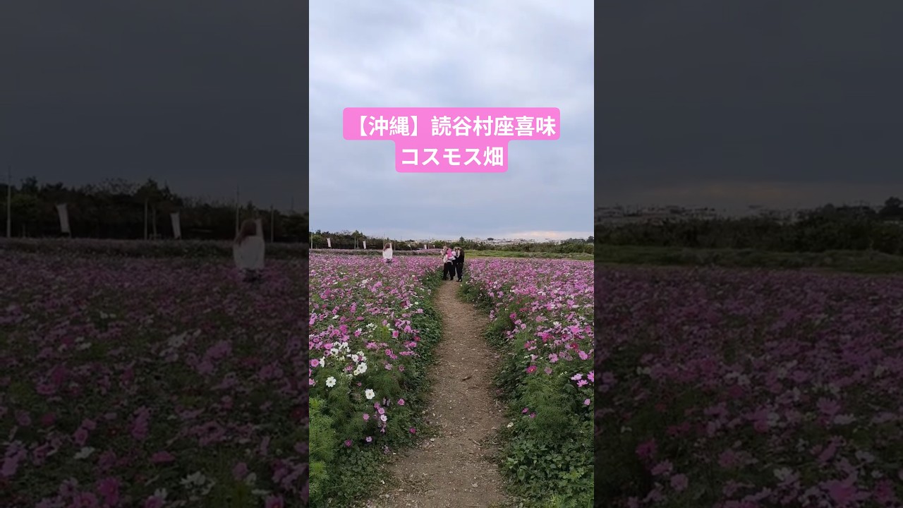 【沖縄】読谷村座喜味/コスモス畑/#沖縄#沖縄観光#沖縄旅行
