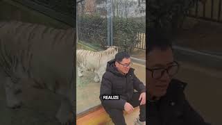 Download lagu Harimau Putih Menyadari Ia Terperangkap! #shorts mp3 Download lagu Harimau Putih Menyadari Ia Terperangkap! #shorts mp3