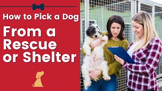 Adopting A Dog From A Shelter What Questions Should You Ask