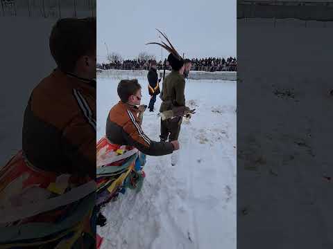 Trânta ciobanilor, Prisacani Iași. (Satul Nou vs Munteni)