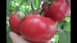 Томат Китайский ранний Описание сорта помидоров характеристики выращивание болезни вредители отзывы