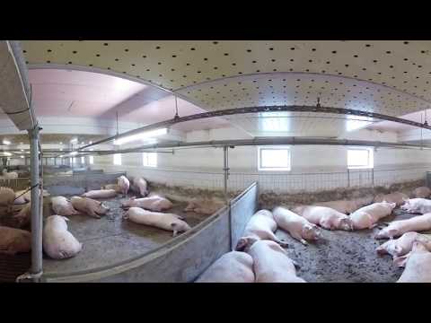 Stall für tragende Sauen auf Haus Düsse (360° Video, 4K)