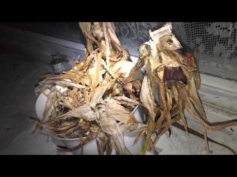 (ABANDONED MATERNITY HOSPITAL IN SIAULIAI) GHOST TURNS ON A LIGHT