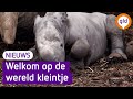 Neushoorntje geboren in Burgers' Zoo
