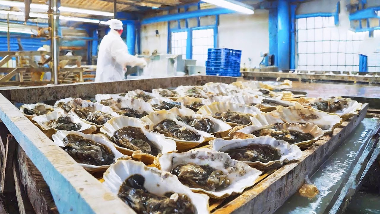 لن تصدق كيف يتحول المحار إلى صلصة شهيرة تُستخدم حول العالم!