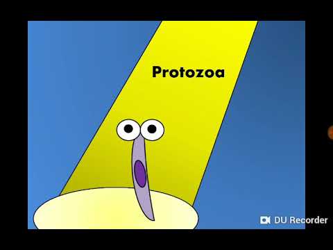 Introduction to Protozoa