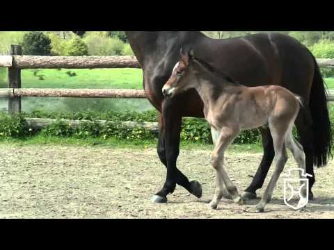 Holsteiner Hengstfohlen von Chin Champ   Conello   Silvester   Calypso I
