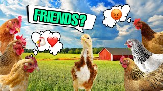 Top 5 Tips For Integrating Your Chicks With An Established Flock!