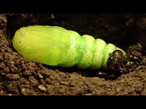 Angle Shades Phlogophora meticulosa larva changing to pupa