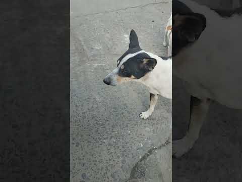 #cutefriend❤️ #doglover @ashimamajhi__4421 #viral #youtubeshorts