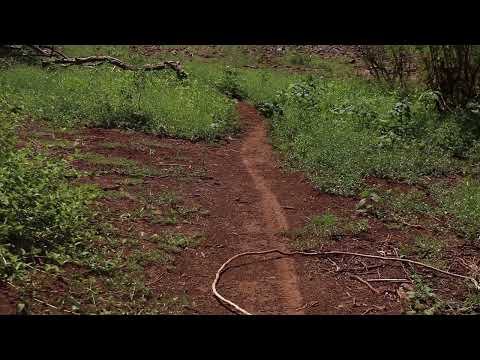 Perderse en Yapeyú, caminata con ciervo