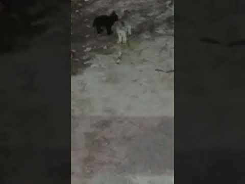 omg#look cat eye#shorts #trending #horrorstory