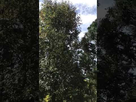 araucarias #naturezasurpreendente