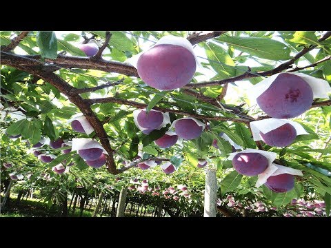 download lagu mp3 mp4 Where Are Plums From, download lagu Where Are Plums From gratis, unduh video klip Where Are Plums From