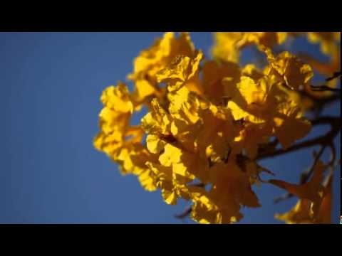 Aale Mihira Penna - ආලේ මිහිර පෙන්නා (HR Jothipala+Anjaleen Gunathilaka)