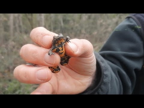 Umwelt-Champion 2021: Die Gelbbauchunke