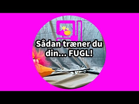 Sådan træner du din... fugl!