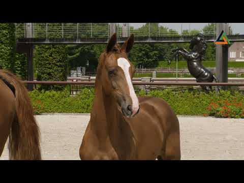 Rerusa H (Inaico VDL x Quaprice Z), filly,  born 10-4-2021