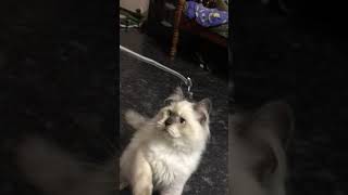 Himalayan Cats Videos