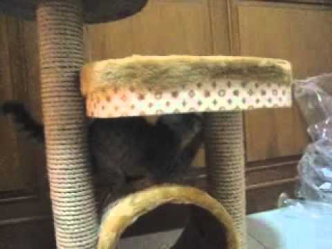 RARE BREED OF MONKEY CAT!!! Sarita Perez de Tagle Diana Lyn Lopez