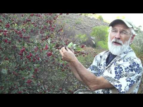 Collecting Columbia Hawthorne