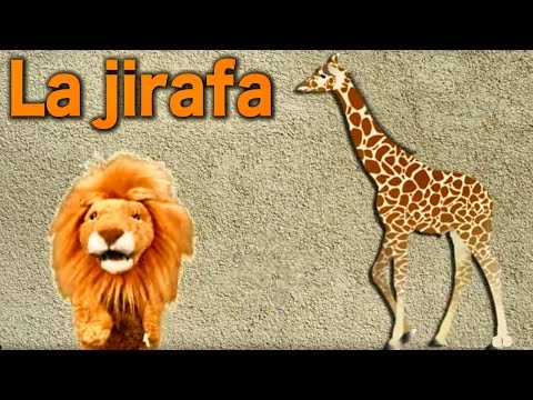 Conociendo a La Jirafa para niños - Videos Educativos Infantiles - Lorenzoo El León