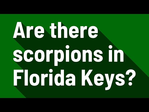 2nd YouTube video about are there scorpions in florida