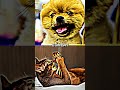 Cat vs Dog | battle #shorts