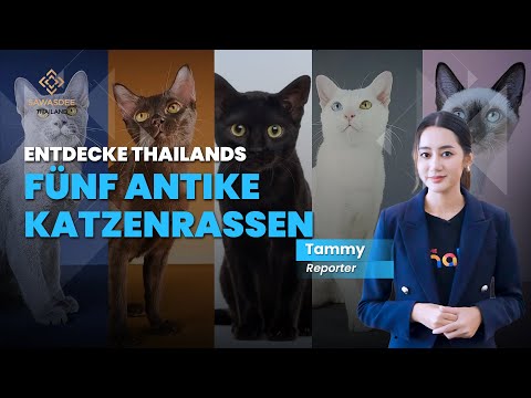 Fünf thailändische Katzen prägen die nationale Identität: Erbe, Glück und kultureller Stolz