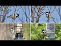 Coal Tit Song Bird Sounds And Calls