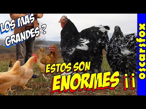 , title : 'Los Pollos mas Grandotes y Carnudos del Mundo - Razas de Gallinas Enormes.'