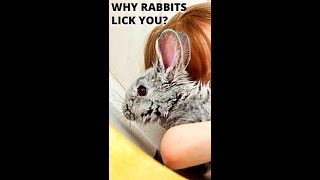 What Does It Mean When a Rabbit Licks You? #Shorts