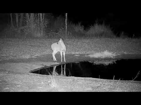 Djuma: Duiker female drinking at the pan - 00:53 - 09/09/21