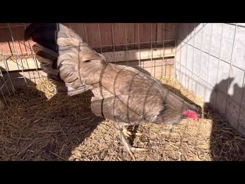 Chocolate Henny Cock