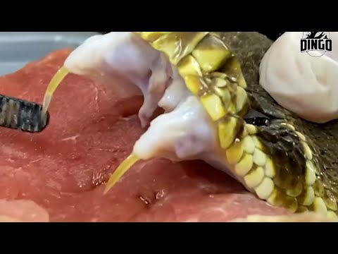 Deadly Snake Venom Dissolves Flesh!!
