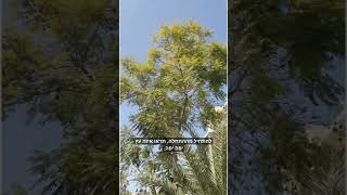 לא מתייאש מעצמי- מה שהיה היה העיקר להתחיל מההתחלה (הרב אברהם מלמד) - התמונה מוצגת ישירות מתוך אתר האינטרנט יוטיוב. זכויות היוצרים בתמונה שייכות ליוצרה. קישור קרדיט למקור התוכן נמצא בתוך דף הסרטון