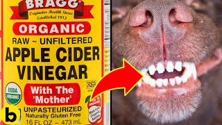 14 Surprising Ways To Use Apple Cider Vinegar For Your Dog
