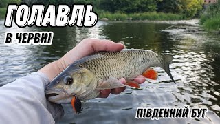 Ловля голавля на спінінг: де шукати, на що ловити і як підійти